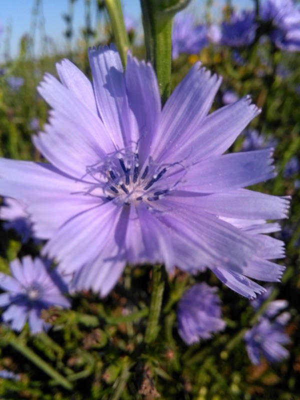 Open Pollination - fiore di cicoria - Cosmo Bio